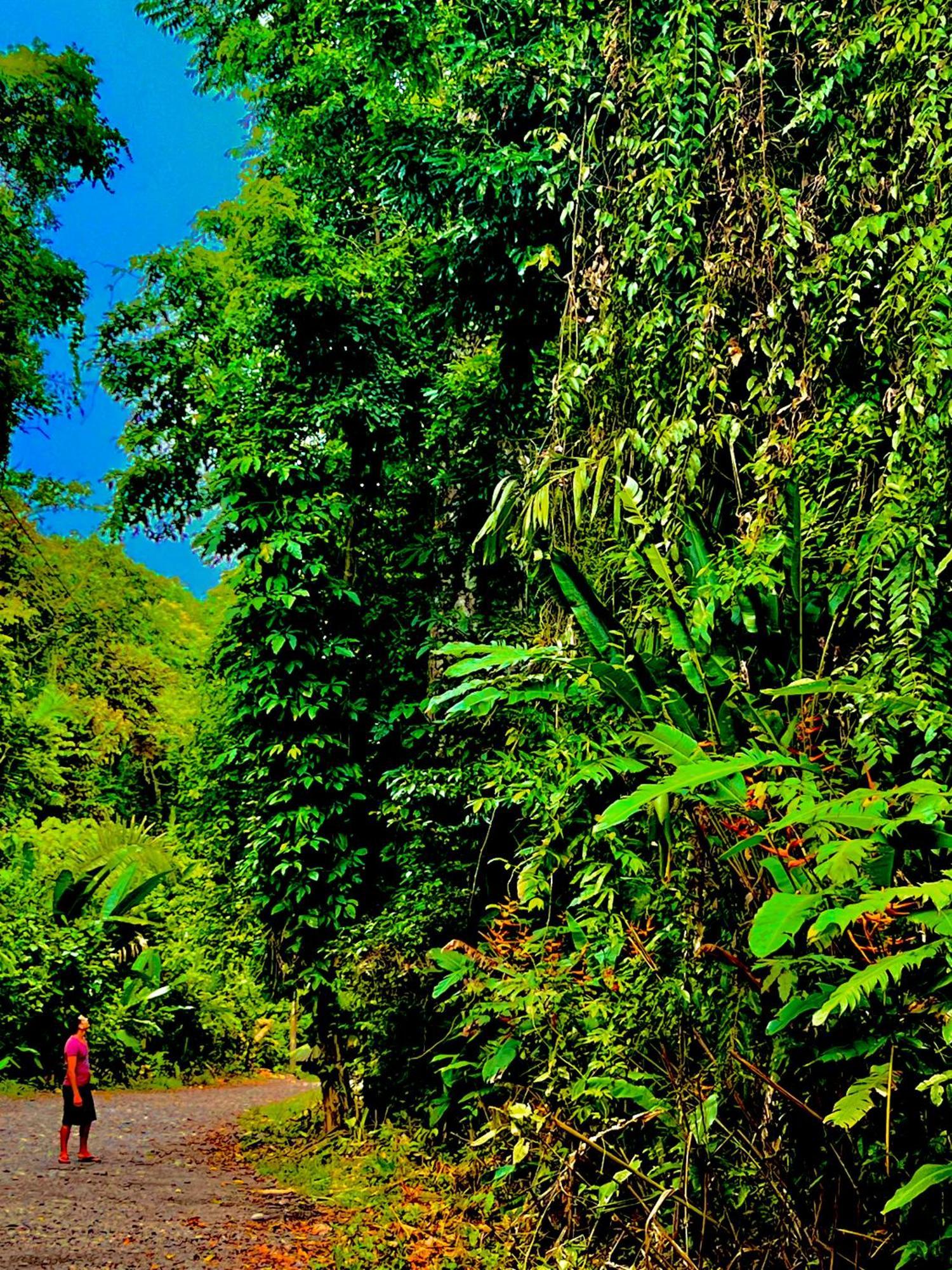 Beachfront Paradise Manuel Antonio Kültér fotó